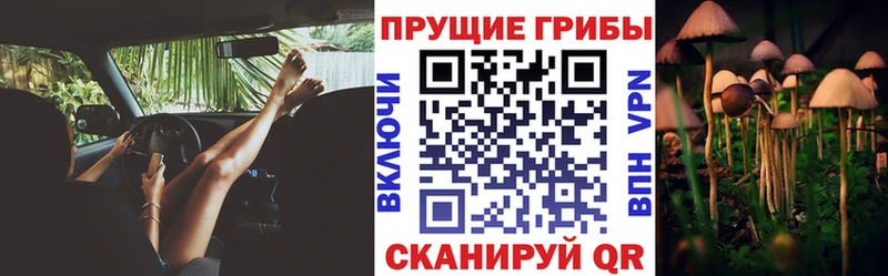Галлюциногенные грибы Cubensis  дарнет шоп  Цивильск 